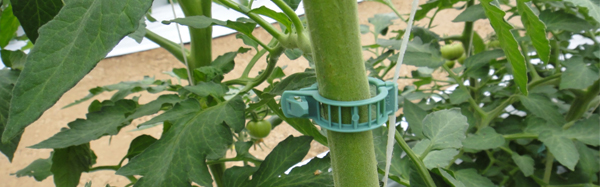 Clip tomate