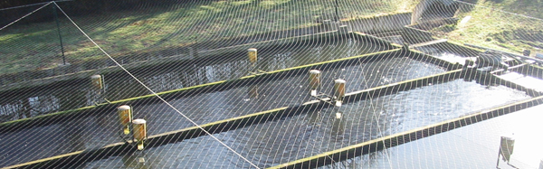 Pisciculture